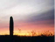 Cactus In A Sunset, Green Valley, Arizona