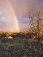 Rainbow image of Green Valley, Az.